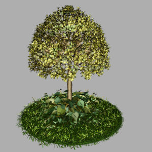 buxus-tree-with-ivy-grass-3d-model-9