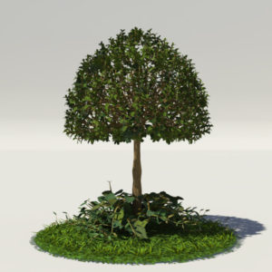 buxus-young-tree-on-grass-3d-model-circular-1