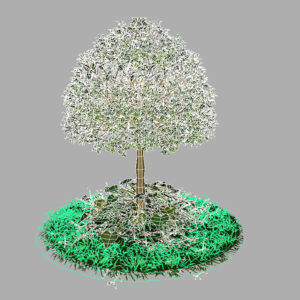 buxus-young-tree-on-grass-3d-model-circular-10