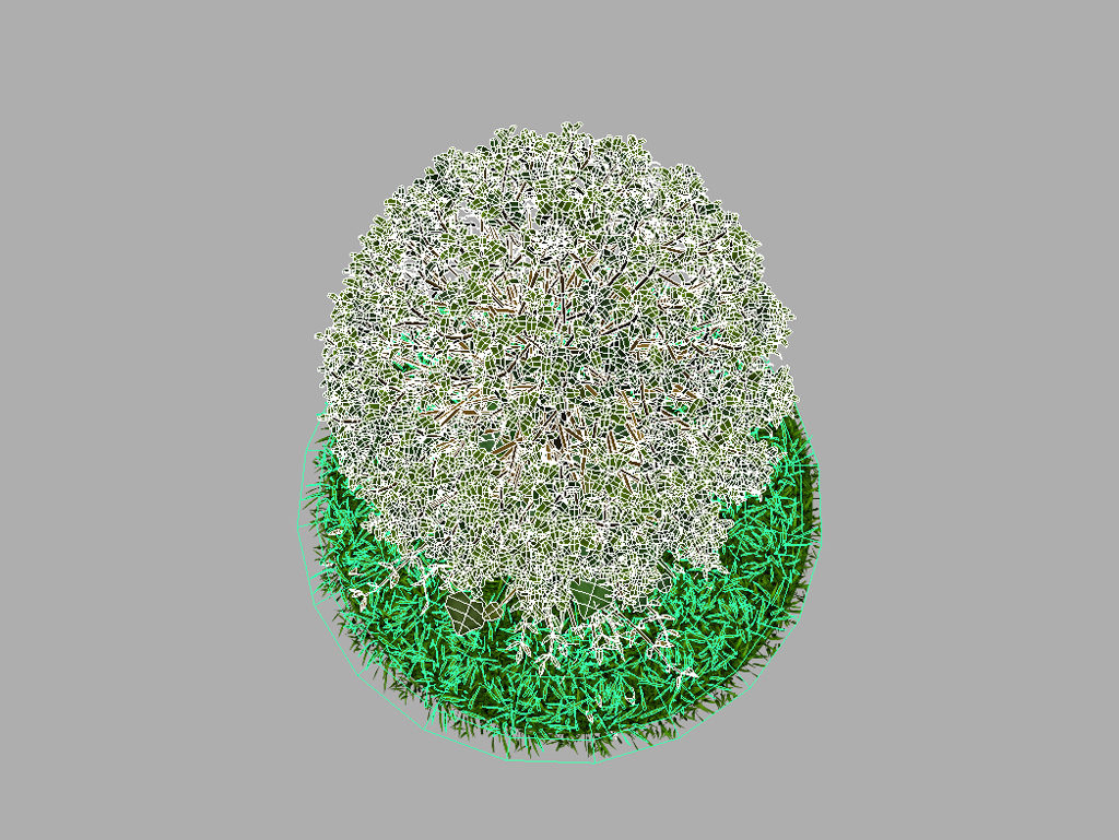 buxus-young-tree-on-grass-3d-model-circular-11