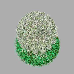 buxus-young-tree-on-grass-3d-model-circular-11