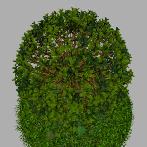 buxus-young-tree-on-grass-3d-model-circular-12