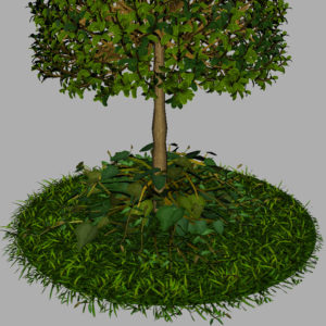 buxus-young-tree-on-grass-3d-model-circular-13