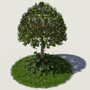 buxus-young-tree-on-grass-3d-model-circular-2