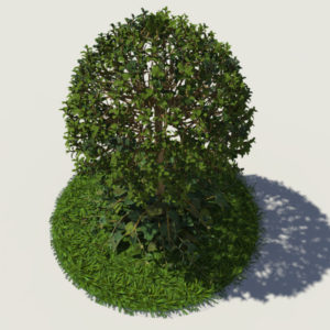 buxus-young-tree-on-grass-3d-model-circular-3