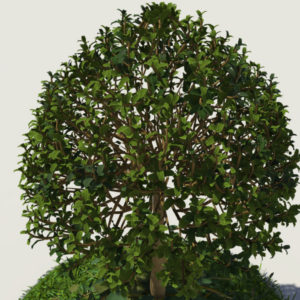 buxus-young-tree-on-grass-3d-model-circular-4