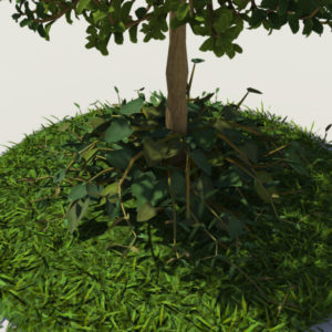 buxus-young-tree-on-grass-3d-model-circular-5