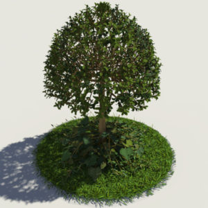 buxus-young-tree-on-grass-3d-model-circular-6