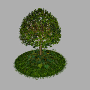 buxus-young-tree-on-grass-3d-model-circular-7