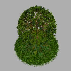 buxus-young-tree-on-grass-3d-model-circular-8