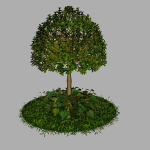 buxus-young-tree-on-grass-3d-model-circular-9