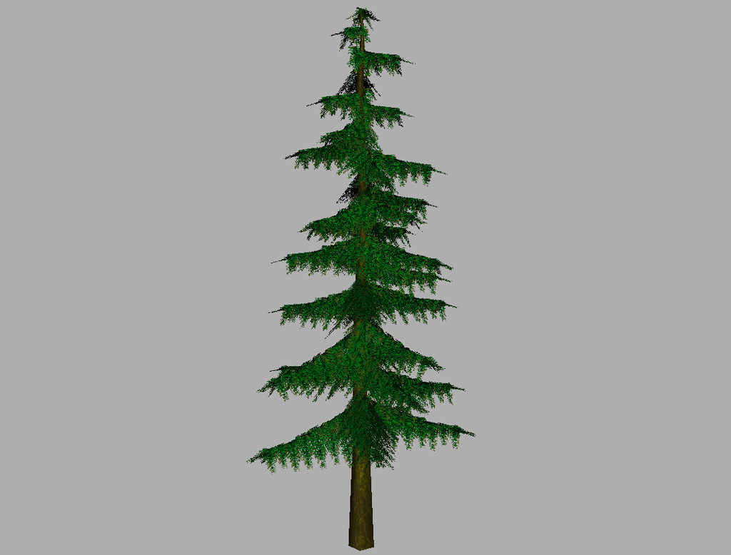 conifer-pine-tree-3d-model-10