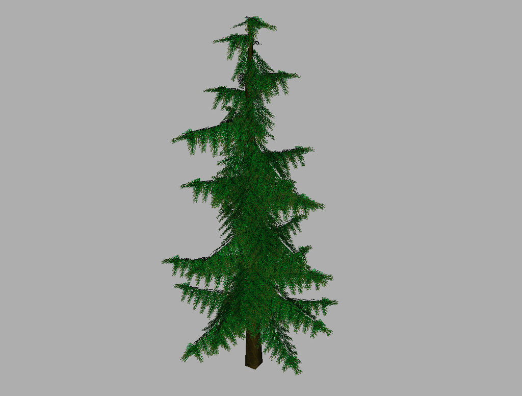 conifer-pine-tree-3d-model-11