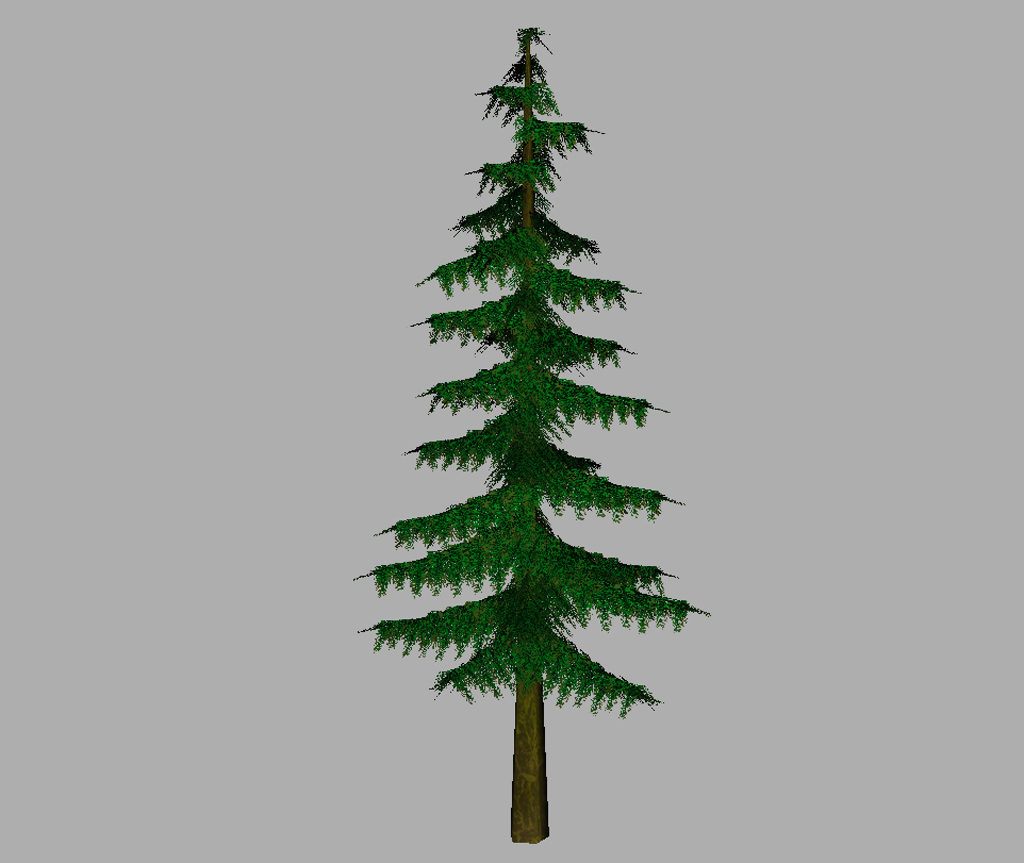 conifer-pine-tree-3d-model-12
