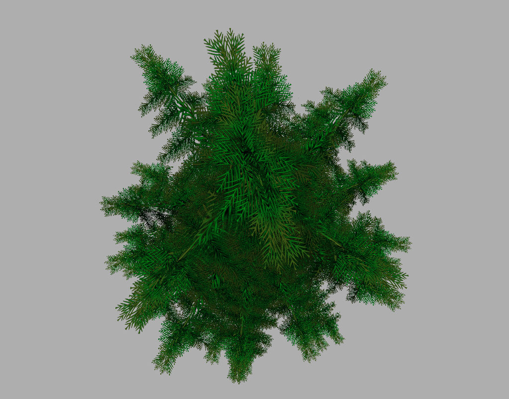 conifer-pine-tree-3d-model-14