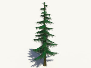 conifer-pine-tree-3d-model-3