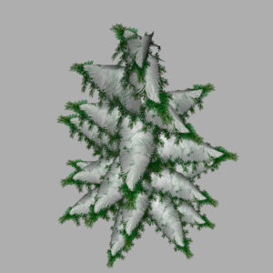 conifer-pine-tree-snow-3d-model-12