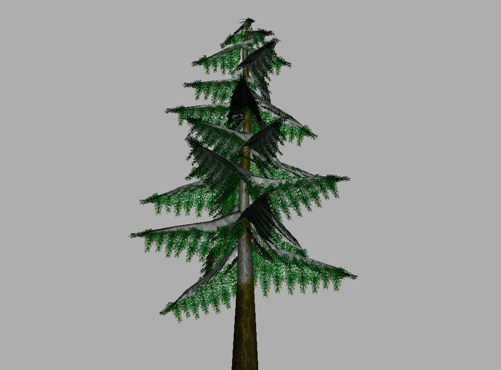 conifer-pine-tree-snow-3d-model-13