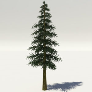 conifer-tree-3d-model-1