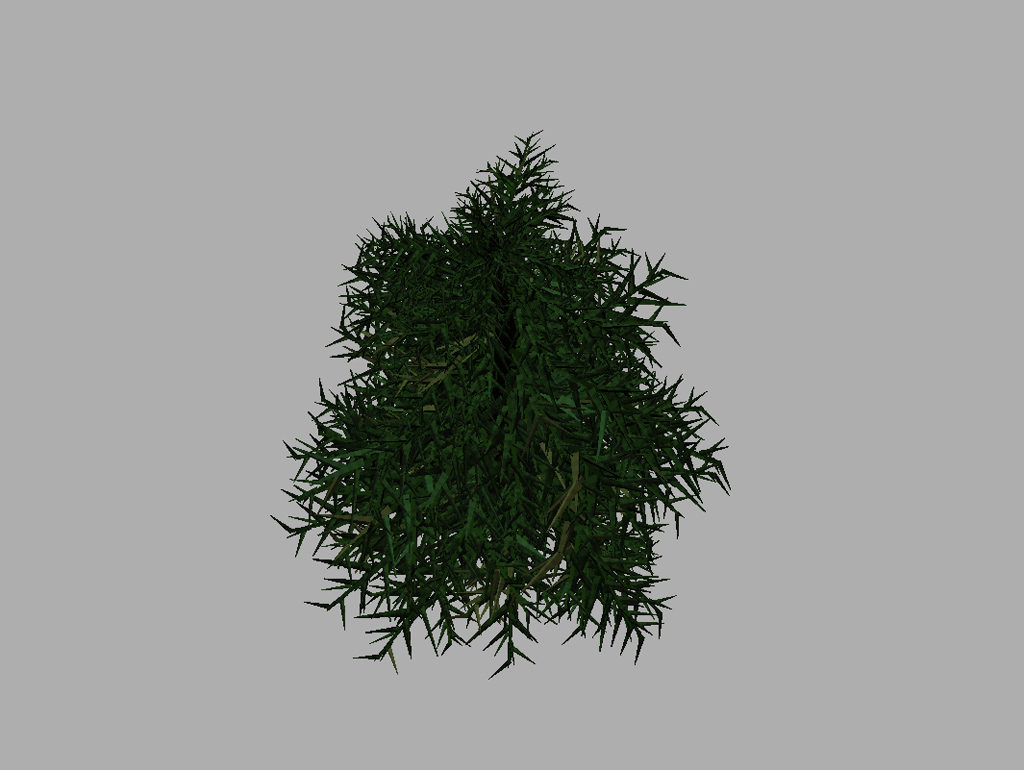 conifer-tree-3d-model-11