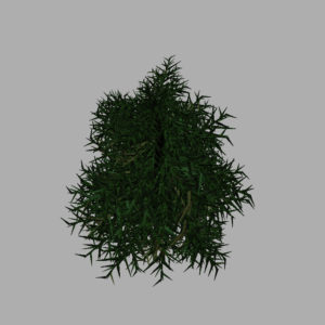 conifer-tree-3d-model-11