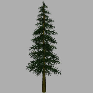 conifer-tree-3d-model-12