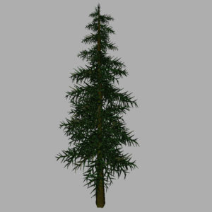 conifer-tree-3d-model-14