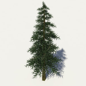 conifer-tree-3d-model-2
