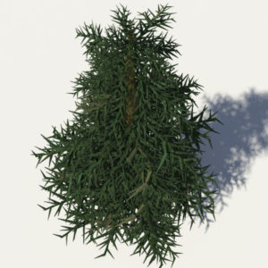 conifer-tree-3d-model-3