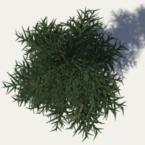 conifer-tree-3d-model-4