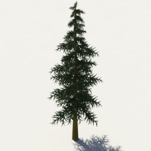 conifer-tree-3d-model-5