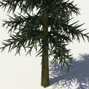 conifer-tree-3d-model-6
