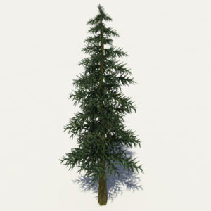 conifer-tree-3d-model-7
