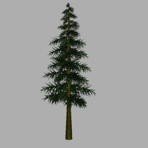 conifer-tree-3d-model-8