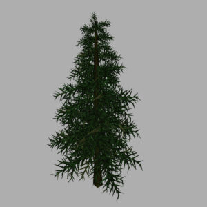 conifer-tree-3d-model-9