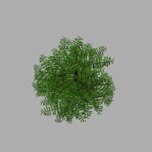 conifer-tree-green-3d-model-10