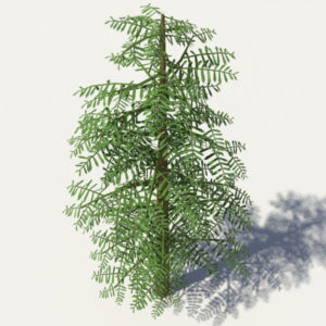 conifer-tree-green-3d-model-3
