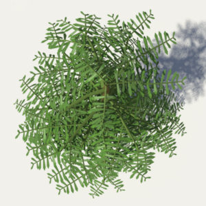 conifer-tree-green-3d-model-4