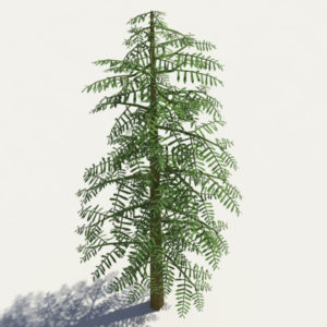 conifer-tree-green-3d-model-5