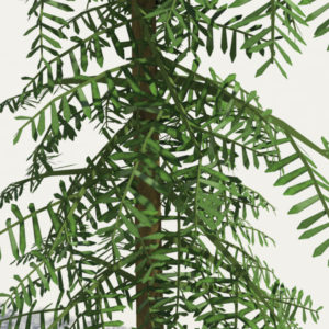 conifer-tree-green-3d-model-6
