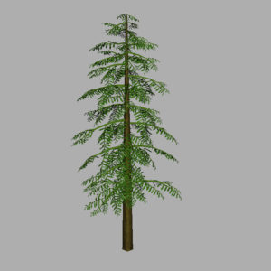 conifer-tree-green-3d-model-7