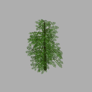 conifer-tree-green-3d-model-8