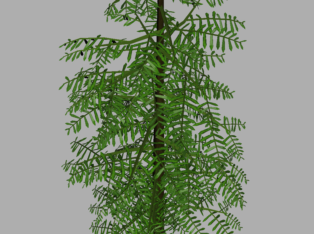 conifer-tree-green-3d-model-9