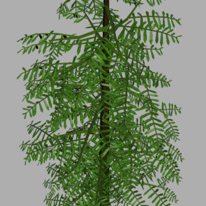 conifer-tree-green-3d-model-9