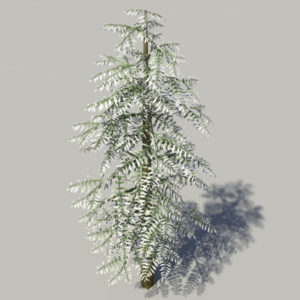 conifer-tree-snow-3d-model-3