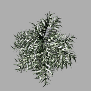 conifer-tree-winter-3d-model-10