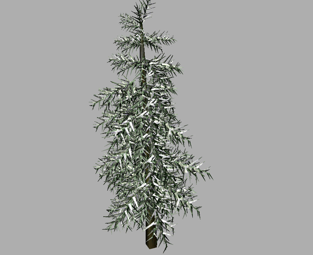 conifer-tree-winter-3d-model-11