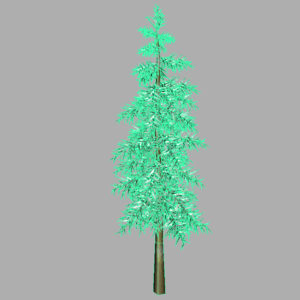 conifer-tree-winter-3d-model-12