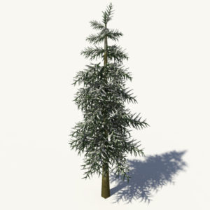 conifer-tree-winter-3d-model-2