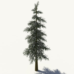 conifer-tree-winter-3d-model-3